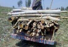GB govt gives in to ‘timber mafia’, allows five-month trade