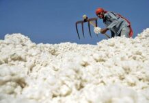 Cotton arrival shows 20pc decline