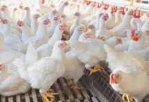Poultry sector seeks reduction in input costs to avoid closures
