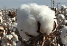 Cotton imports likely to touch $2bn in FY20