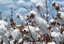 Cotton arrivals fall 20pc to 8.54m bales