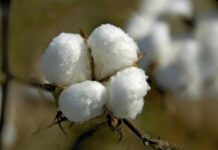 PM approves PCCC restructuring for strengthening research Cotton