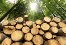FBR reluctant to remove duty on timber imports: APTTA Timber
