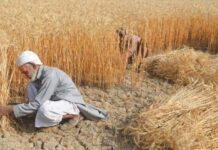 Provinces fail to submit wheat losses report to Centre Wheat procurement