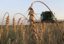 Punjab wheat suffers due to extreme weather