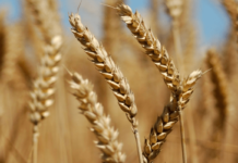 Farmers urge govt to increase wheat support price to Rs1,600