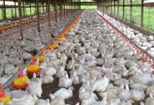 PPA fears poultry sector crisis amid major dip in demand