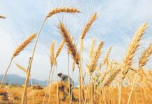 Senate body recommends wheat support price at Rs1,400