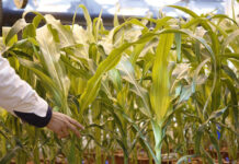 Agri experts slam absence of policy framework for GM seeds GM seed