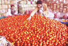 Vegetable exports surge 71pc to $236m