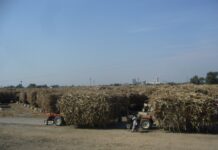 Govt set to take sugar cartels by the horns