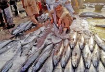 Govt bans retail fish trade in harbour premises Karachi Fish Harbour