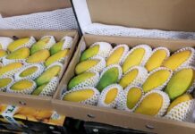Horticulturists urge govt to extend date of mango exports Mangoes