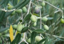 KP agriculture dept seeks to increase Pakistan’s olive exports Olive-tree