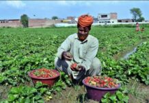 KP’s strawberry growers seek financial package to mitigate losses Strawberry growers