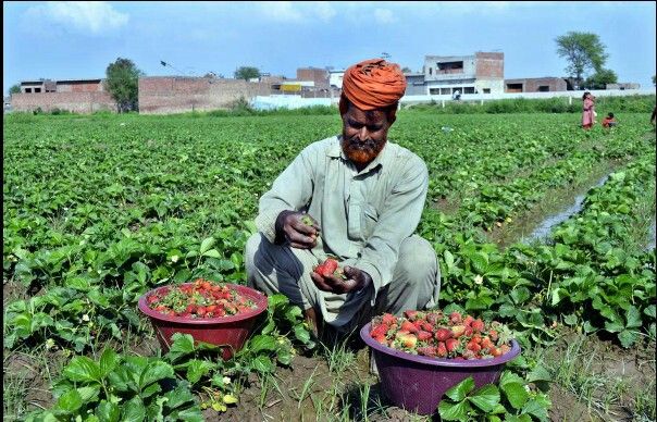 Strawberry growers