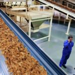 Tobacco manufacturing