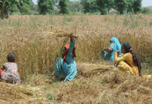 Issuance of agri loans to small farmers underway in Punjab