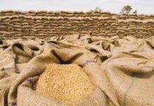 KP flour mills fear crisis as wheat stocks drop to 150,000 tonnes wheat sacks