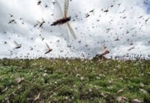 NDMA activates hotline for registering complaints on locust attacks