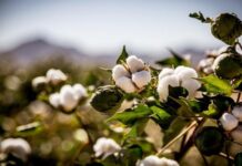 Govt likely to procure cotton at Rs4,000 per 40kg