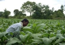 Tobacco farmers urge NA speaker to help resolve ‘advance tax’ issue