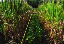 Pakistan’s soybean may move towards self-production with Chinese tech China's maize-soybean strip inter-cropping technology