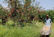 KP Agriculture Department to experiment eco-friendly method to fight fruit flies Swat orchards