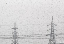 Locusts invade satellite city of India’s capital
