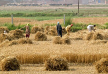 PSDP 2020-21: Govt allocates Rs12bn for agri sector uplift