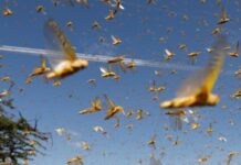 Govt plans to convert locust swarms into fertilisers