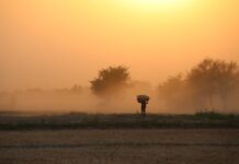 Climate change in KP leads to 30pc drop in wheat production