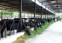 Dairy industry seeks withdrawal of sales tax in upcoming budget