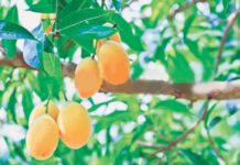 Pakistan’s mango exports take huge hit amid Covid-19 restrictions