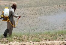 Locusts threaten our food supply, and also the fertiliser sector