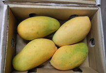 NA body for early redressal of issues hampering mango export