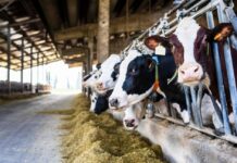 PMLN asks PTI government to increase budgetary allocation for livestock, dairy sector