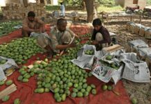 Export woes sour Pakistan’s prized mango season