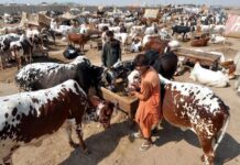 Four small cattle markets to be established outside Islamabad