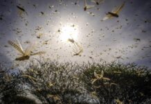 China’s satellites help Pakistan monitor locusts