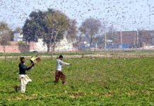 Locust control: World Bank likely to approve $200m assistance for Pakistan