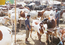Pakistan urges worshippers to buy sacrificial animals online to prevent Covid-19 surge