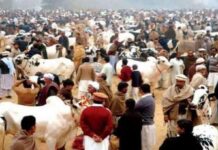 Rs10m allocated for every Karachi DMC to ensure cleanliness during Eid ul Azha