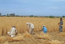 Rs50bn allocated to provide subsidy to farmers, NA told