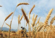 Cultivation of outdated wheat varieties causing 50pc yield gap, minister told