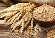 Cabinet allows TCP to import 1.5m tonnes of wheat