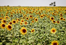 PARC recommends three sunflower, one mustard hybrids