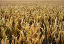 PM directs for ensuring availability of wheat throughout the country
