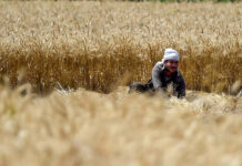 TCP bags lowest wheat bid from Russian firm