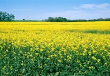 PVMA chief for promotion of oilseed farming to cut $4bn import bill
